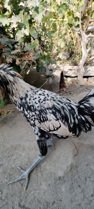 Dekarativni paduvan tovuqlar sotiladi