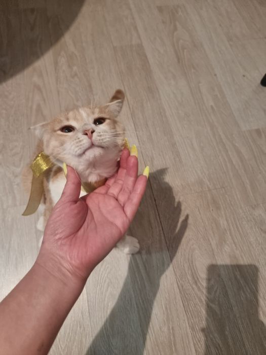 Отдаю в добрые руки кота.