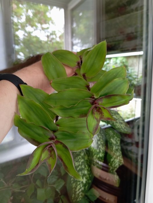 Комнатные  цветы