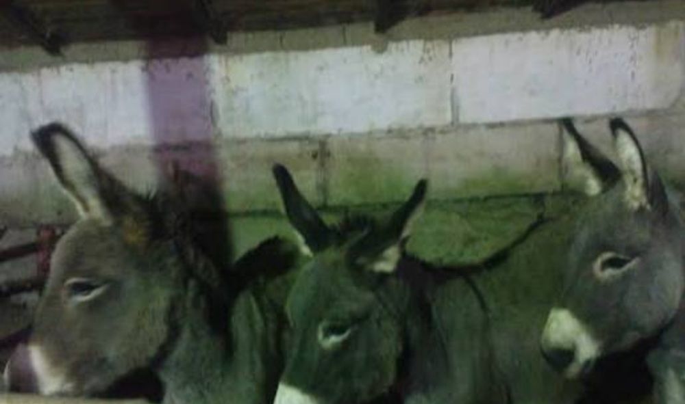 Ишаки в связи с переездом.