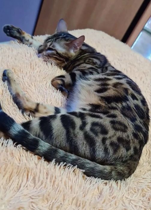 Бенгальские котята
