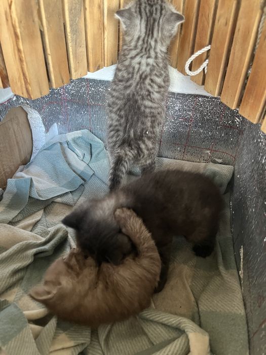 Котята добрые руки