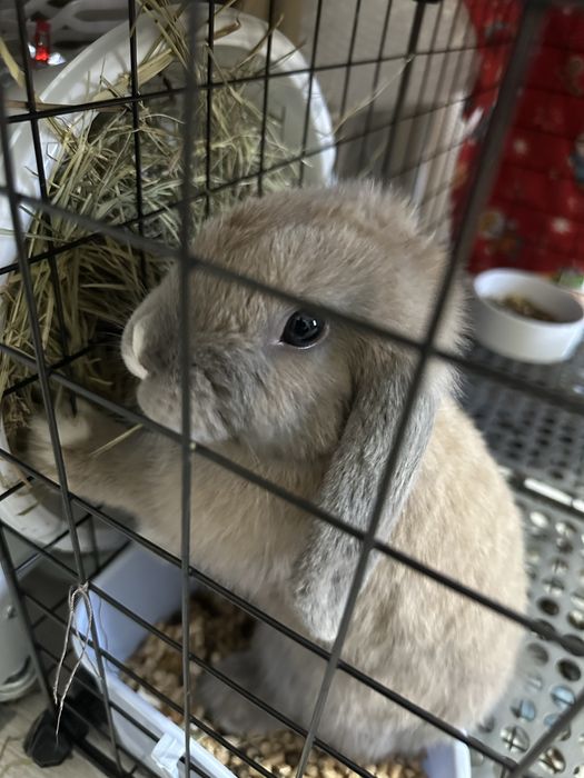 Вислоухий кролик 2 месяца
