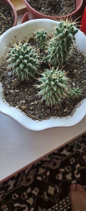 Xonaki gullar sotiladi.