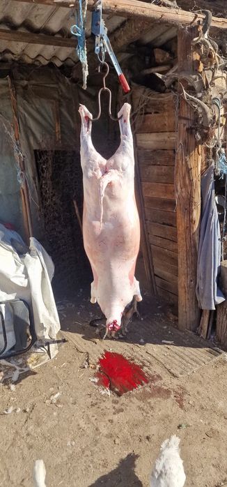 Oi grase de vânzare