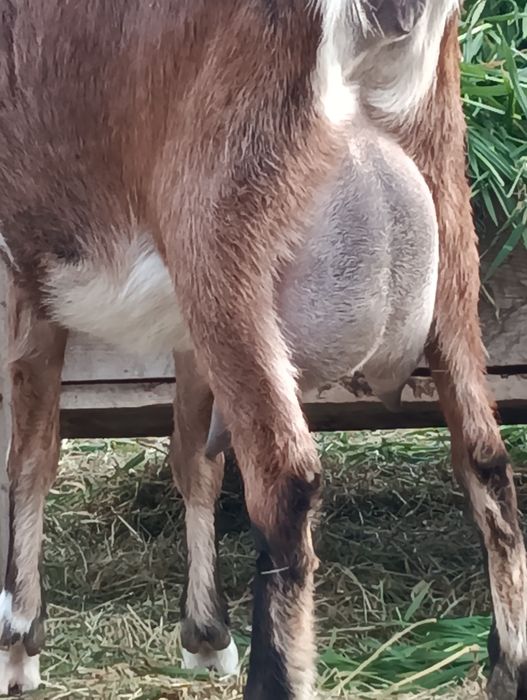 Vând capră anglonubiana