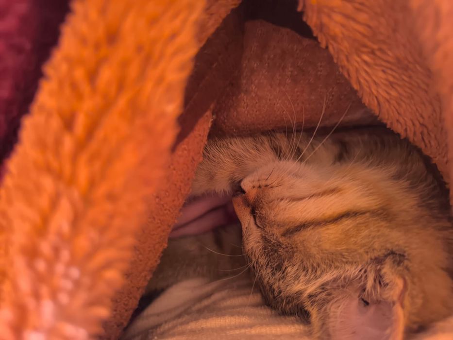 Отдам бесплатно котенка