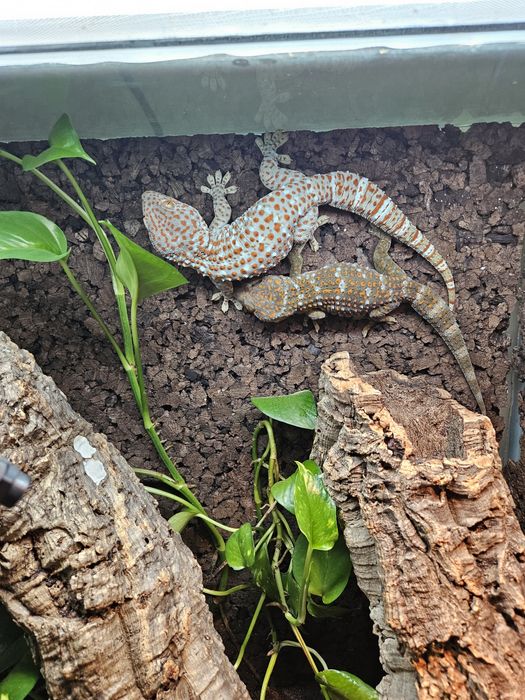 Tokay gecko/ Gekko gecko