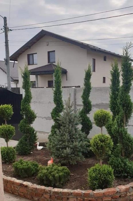 Leylandii 150-200 cm \ Gard viu