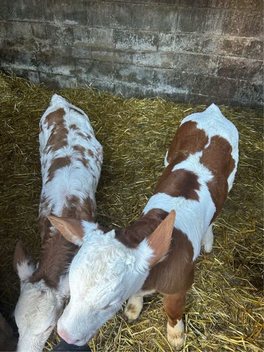 Vând viței frumoși