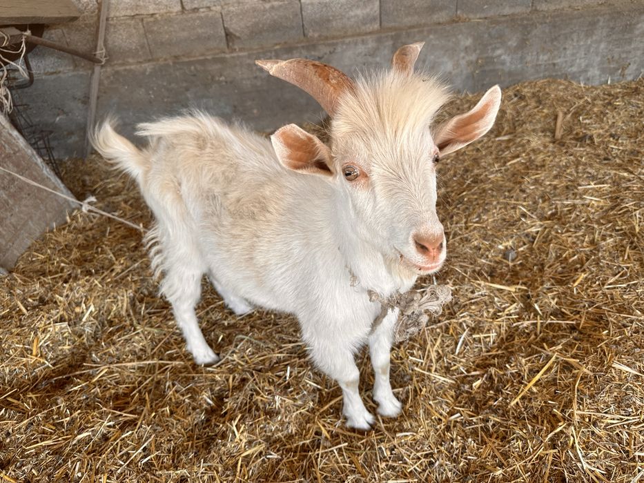 Продаю Козу и Козленка