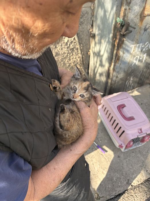 Котята в добрве руки