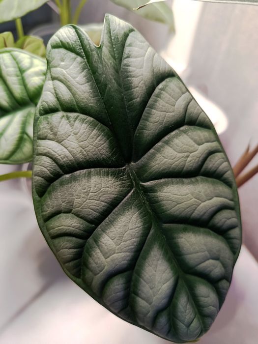 Продам клубни алоказии Silver Dragon