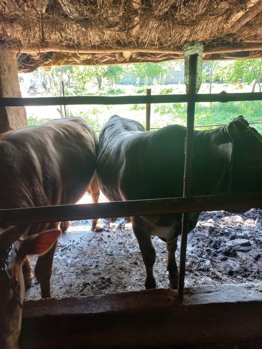 Buqalar sotiladi kelishilgan narxlarda