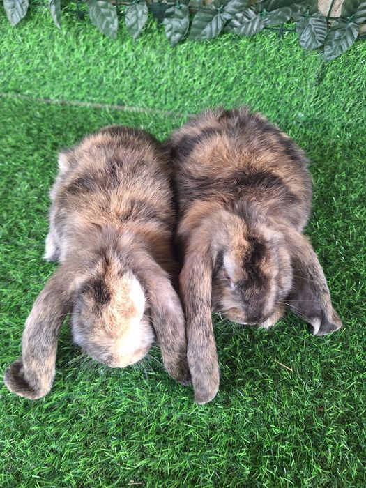 Французский баран рабочий самец крол