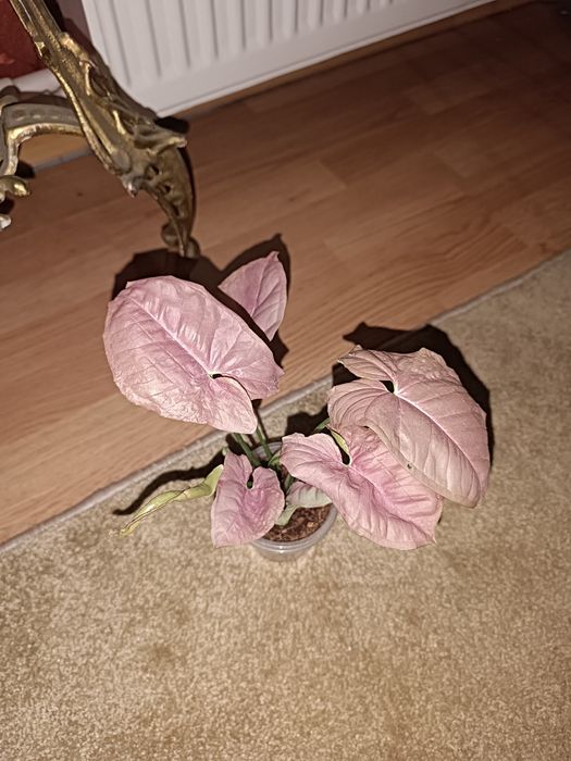 Сингониум, сциндапсус, Фил маск