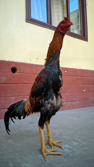 Майский дакан шоже