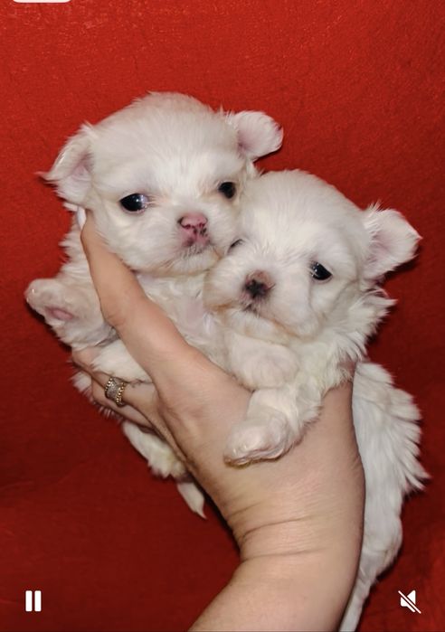 Кукольные малышки Мальтезе (мини)