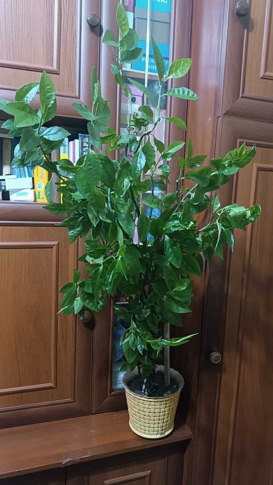 Чайное дерево (педилантус)