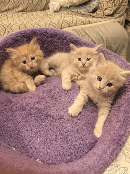 Пушистые комочки счастья ищут свой дом