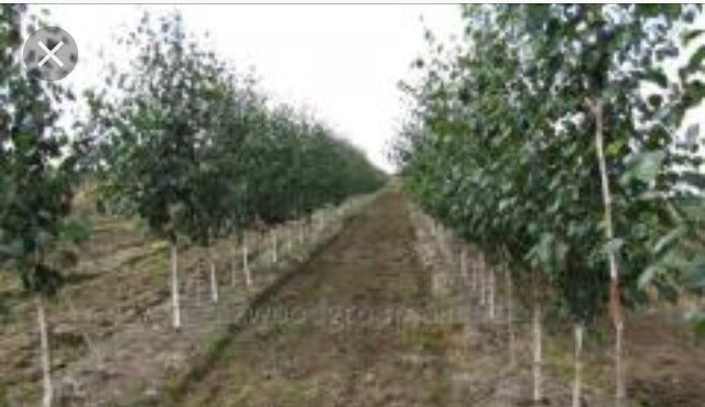 Саженцы березы Астана