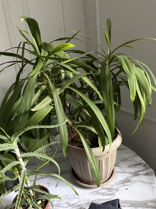 Продам комнатные цветы