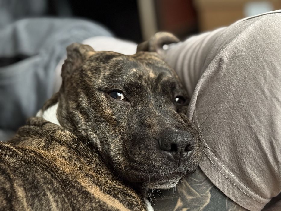 Питбуль вязка девочка