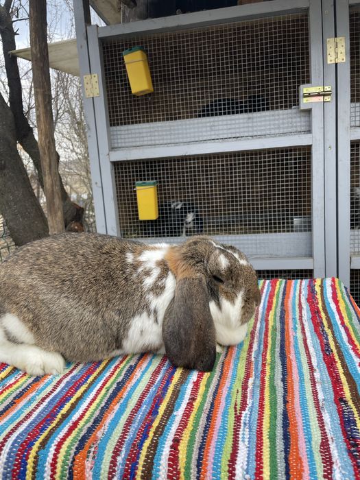 Vand femela berbec german