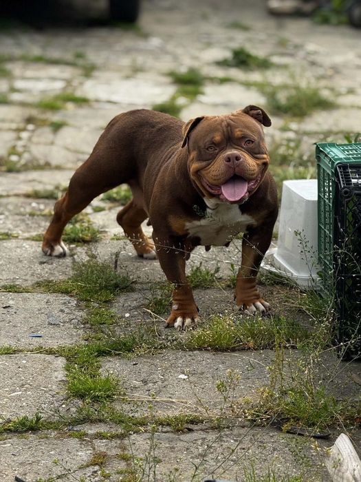 American bully pocket