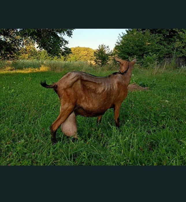 Monta Tap Alpin Rasa Pură