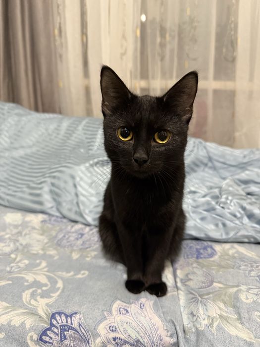 Отдам кошечку ,8 м