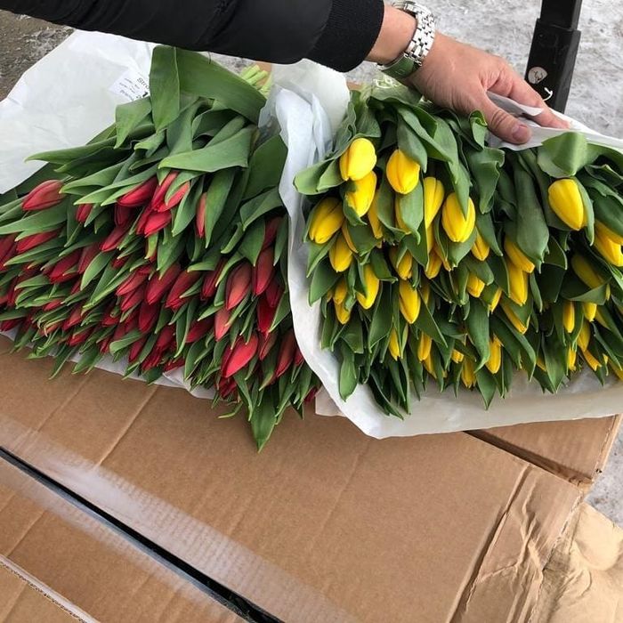Голландские Тюльпаны Оптом