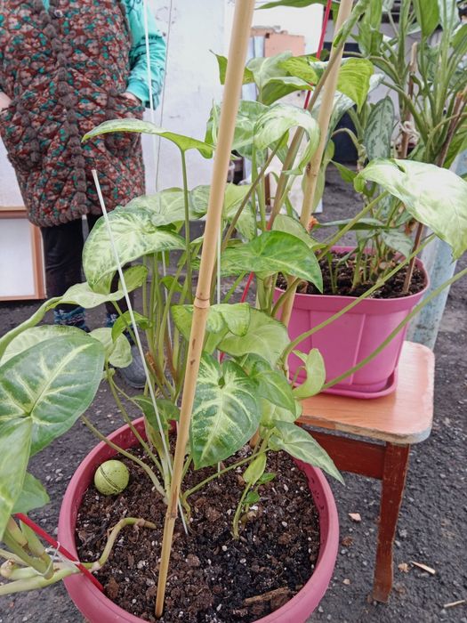 Цветы домашние  красивые