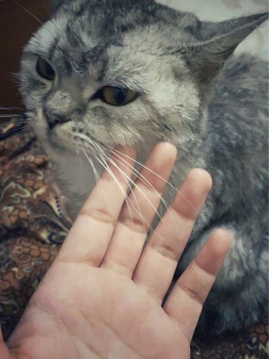 Шотландская кошка