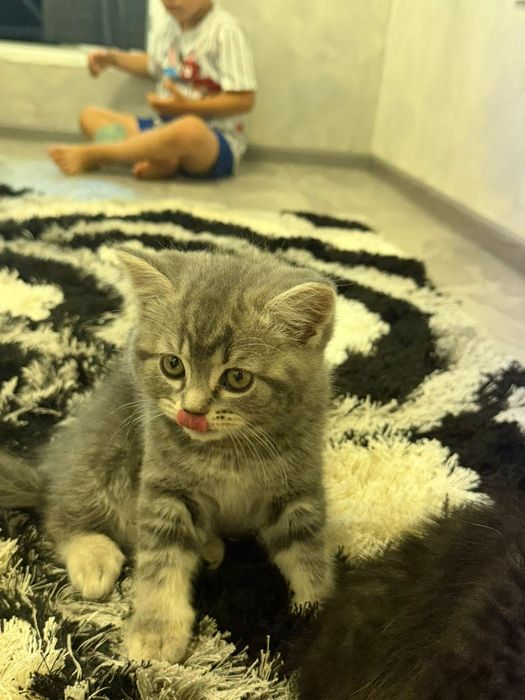 British shorthair