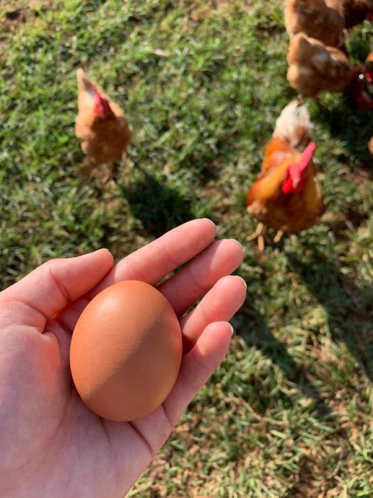 Oua de gaina crescute libere