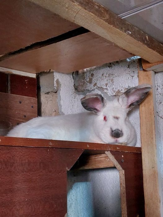 kalifornia quyonlari