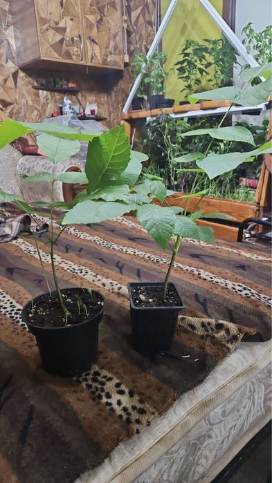 Саженцы грецкого ореха