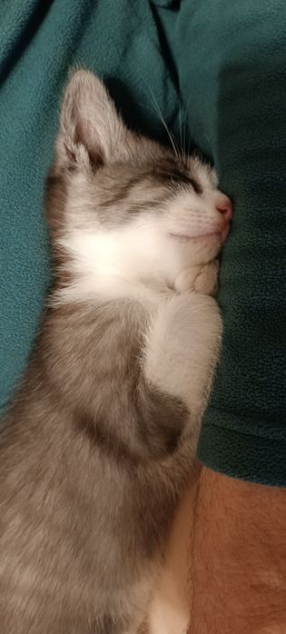 Котенок в хорошие руки