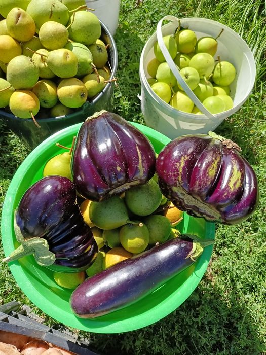 Продам дачу Сад Реченька