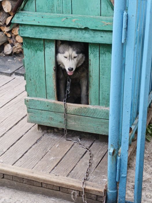 Отдам собаку Хаски девочка