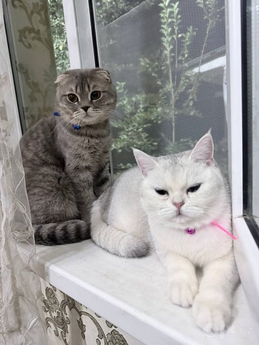Кот вислоухий серый
