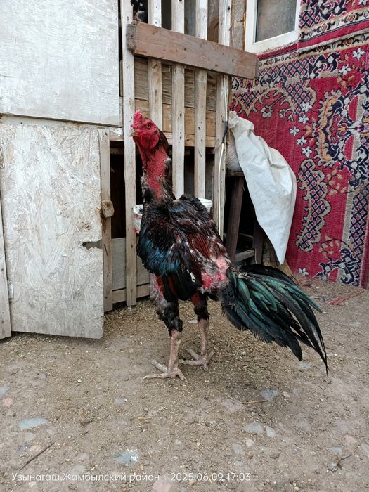 Дакан сильный петух