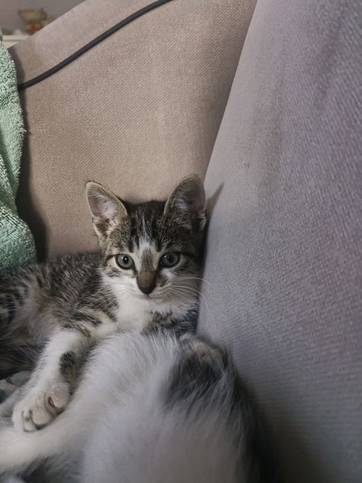 отдам котят 2 мальчика