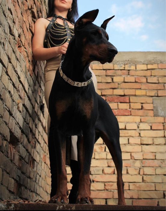 Прекрасные щенки добермана