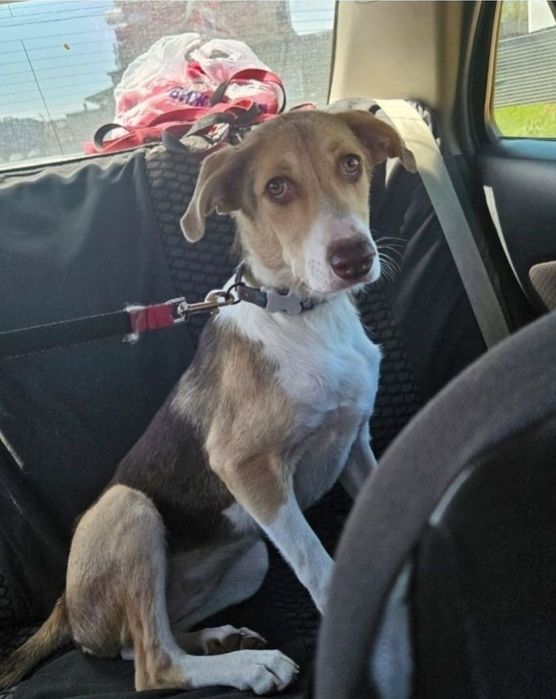 Отдам щенка  метис