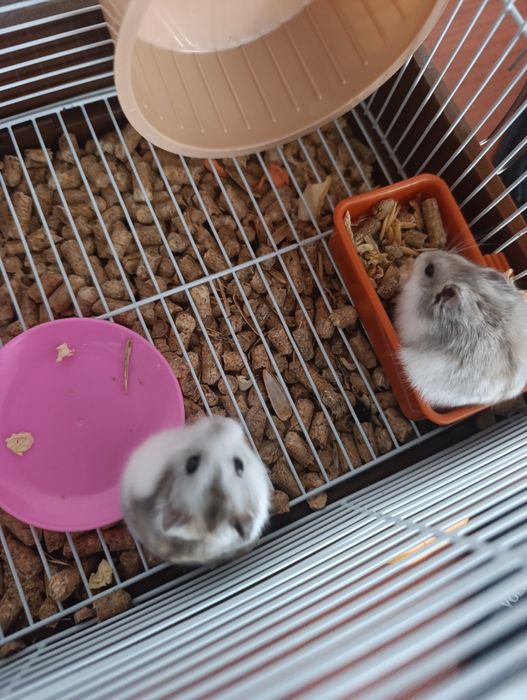 Пара хомячков продам