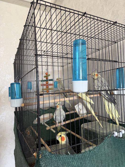 Продам попугаев корелла