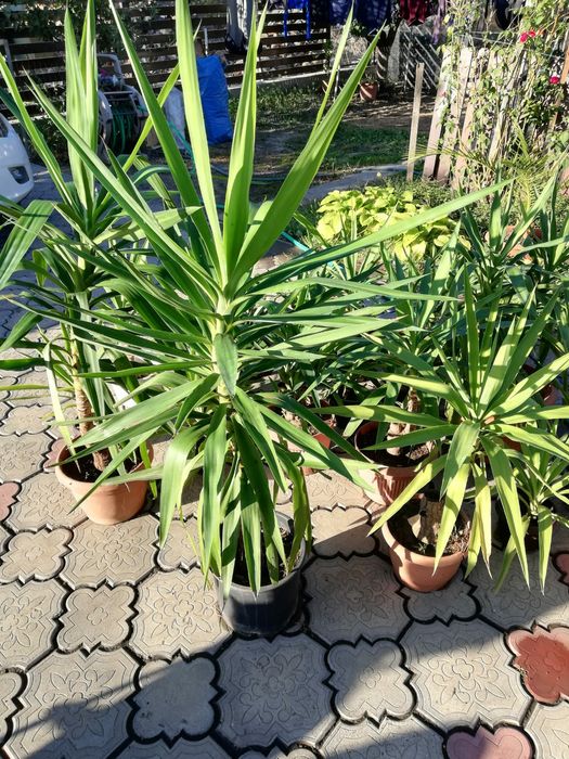 Vand yucca plante decorative interior