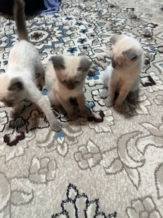 Scottish fold va Scottish Straight mushuklar sotiladi